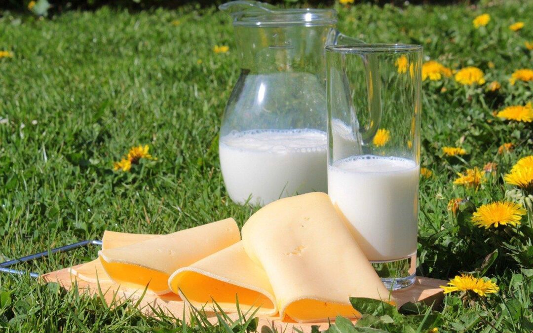 Pourquoi les produits laitiers sont mauvais pour la santé ?